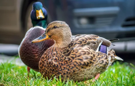Інкубаційні яйця качки Мулара (Франція)