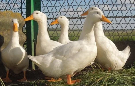 Інкубаційні яйця качки Благоварка