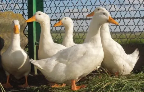 Інкубаційні яйця качки Благоварка