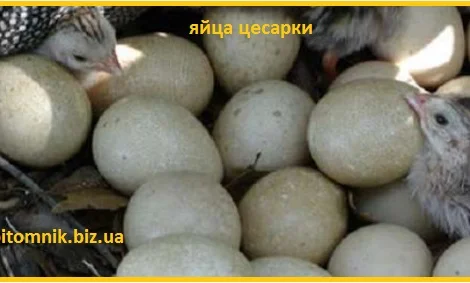Инкубационные яйца цесарки серо-крапчатой