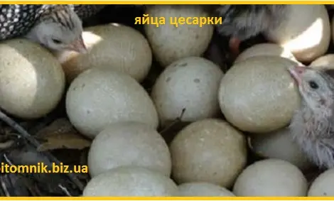 Инкубационные яйца цесарки серо-крапчатой