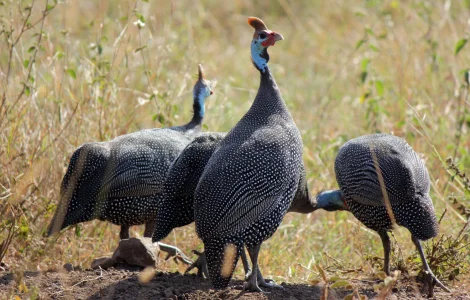 Яйця цесарок