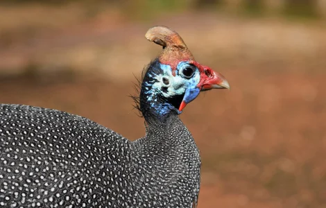 Інкубаційні яйця цесарок