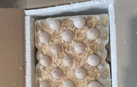 Инкубационные яйца индюка маркерованые Венгрия