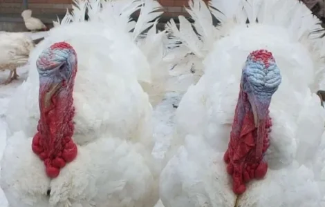 Інкубаційні яйця індика