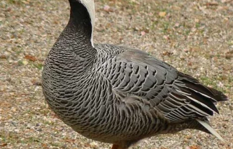 Гусь белошей