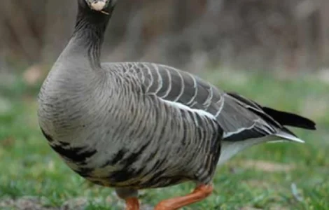 Гусь белолобый