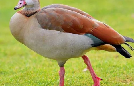 Гусь нильский