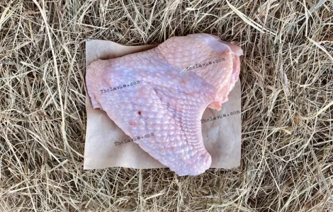 Крило індички