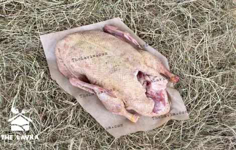 Качка домашня