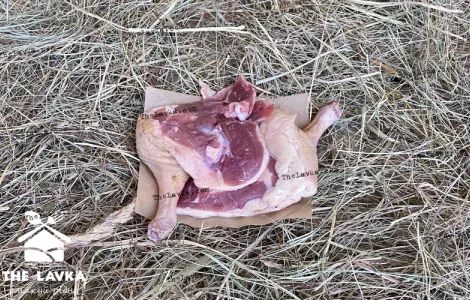 Окіст качиний