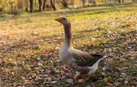 Гусята Серый Большой