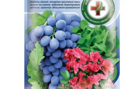 Бурштинова кислота