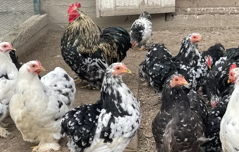 Кури карликові кохенхіни