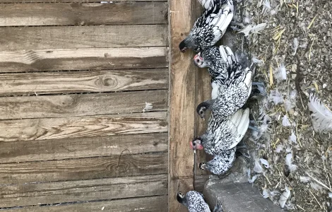 Кури сібрайти