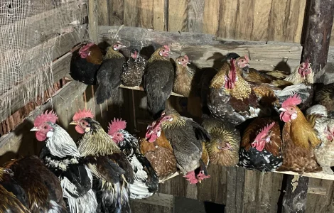 Кури бентамки