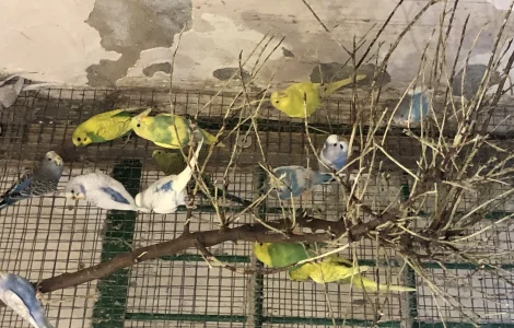 Хвилясті папуги