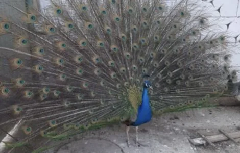 Павич (Павлін)