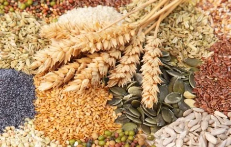 КУПУЄМО ЗЕРНОВІ ТА ОЛІЙНІ КУЛЬТУРИ