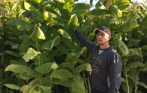 Насіння тютюну/семена табака - опт 15грн Акція