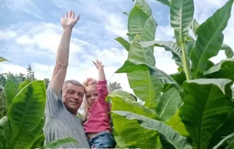 Насіння Табака. Семена табака