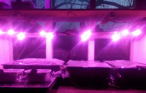 Семена табака и махорки - 160 сортов