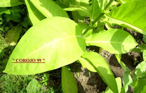 Продаю семена табака - 7 сортов и Махорки