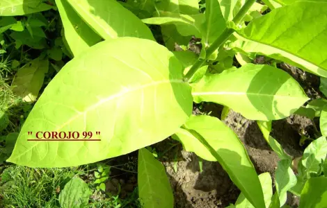 Продаю семена табака - 7 сортов и Махорки