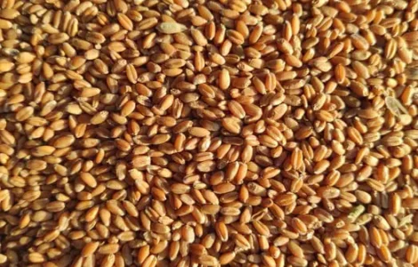 Продам зерно: пшеницу, кукурузу, овес, ячмень.