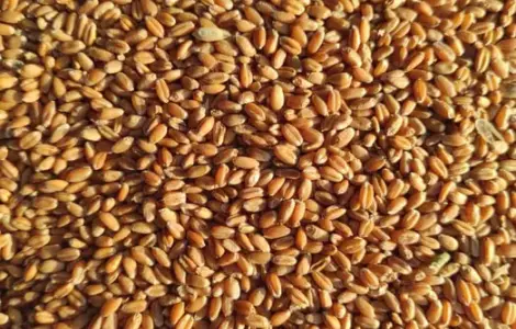 Продам зерно: пшеницю, кукурудзу, овес, ячмінь.