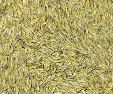 Овес кормовий Зубр фуражний, посівний 250 тон