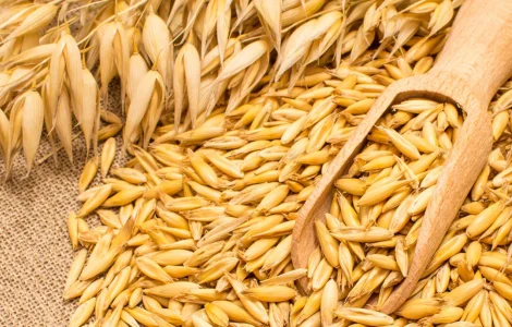 Продам овес кормовой фуражний