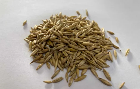 Овес кормовой, овес для худоби