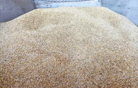 Продам Овес. Є об'єм.Домашній кормовий.