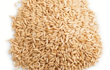 Насіння вівса. Кормовий овес