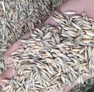 Продається овес кормовий урожай 2025року