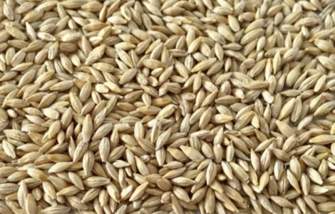 Продам ячмень фуражный