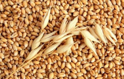 Продам ячмень фуражний, р-н Краматорска