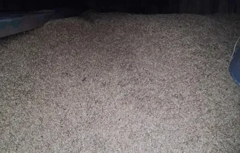 Продам зерно овса з ячменем фуражним