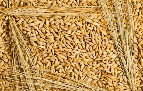 Продам фуражний ячмінь, сорти Кангу та Себастьян