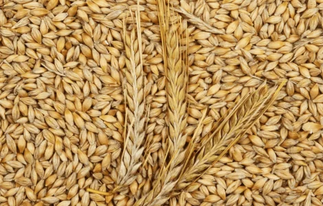 Продам 25 т ячменю фуражного