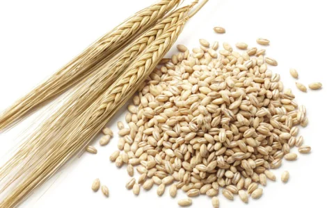 Продам ячмень фуражний (озимий),