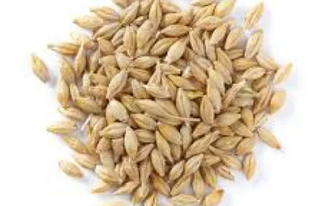 Продам 90 т ячменю фуражного