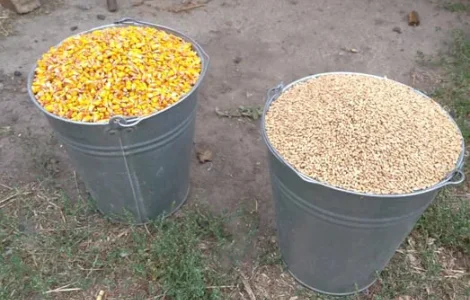 Зерно (кукурудза кормова ) та суміші
