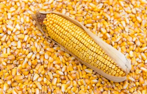 Кукурудза кормова суха