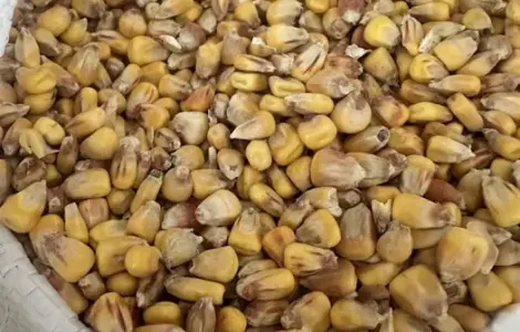 Кукурудза суха кормова