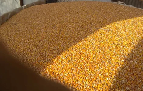 Кукурудза кормова