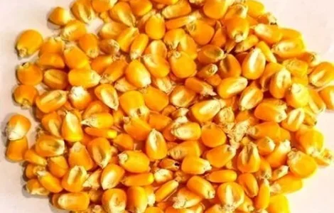 Кукурудза кормова в мішках