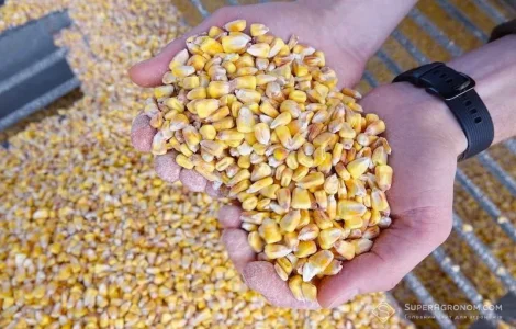 Кукурудза кормова