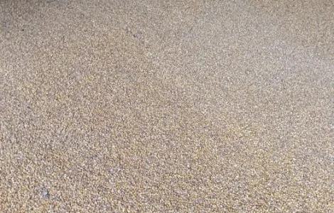 Кукурудза кормова